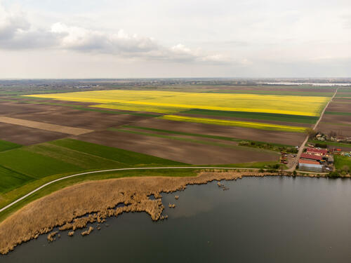 Rape field in distance